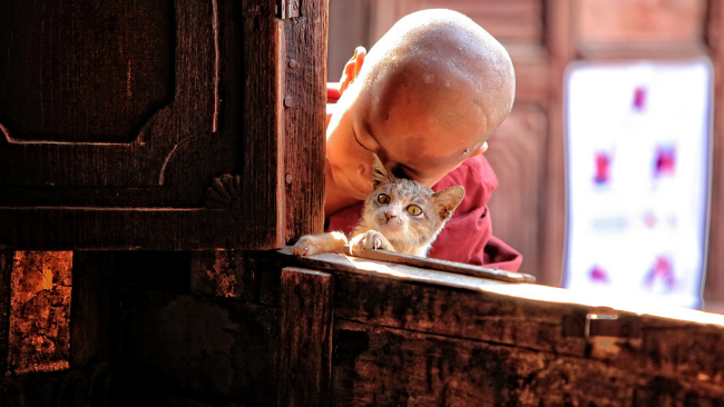 A young Lama in Maroon robe pats a Golden cat as the cat looks inside the window.