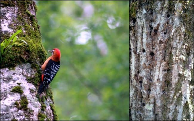 family_travel_blog_मेसर_कुंड_meesar_kund_kumaon_himalayas_birds