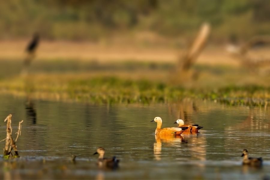 lighttravelaction-rajasthan-bharatpur
