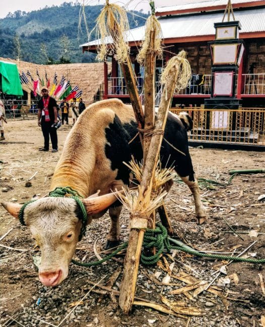 Nyokum Yullo Festival, Yazali, Arunachal Pradesh India