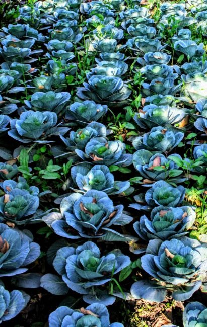 Healthy cabbage grown inside the premises of Deo Bagh Gwalior