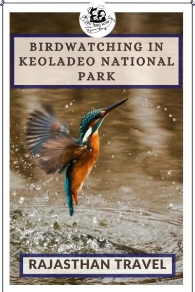 Keoladeo National Park in Bharatpur attracts nature and photography enthusiasts from all over the world. It is a beautiful place to observe wildlife and spend some time close to nature. In addition to that, Bharatpur can be visited as an offbeat destination in Rajasthan with some other popular places to see like Loharagh Fort, Bharatpur Palace and Museum. #lighttravelaction #bharatpur #bharatpurbirdsanctuary #bharatpurfort #bharatpurpalace #bharatpurrajasthan #keoladeonationalpark
