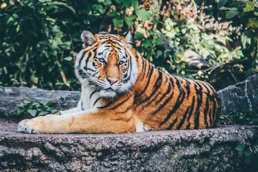 lighttravelaction-delhi-zoo