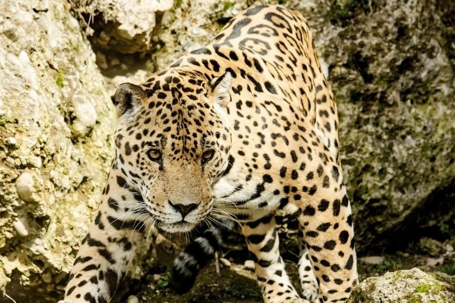 lighttravelaction-delhi-zoo