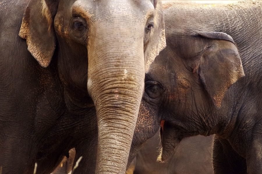 lighttravelaction-delhi-zoo
