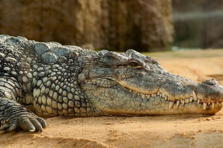 lighttravelaction-delhi-zoo