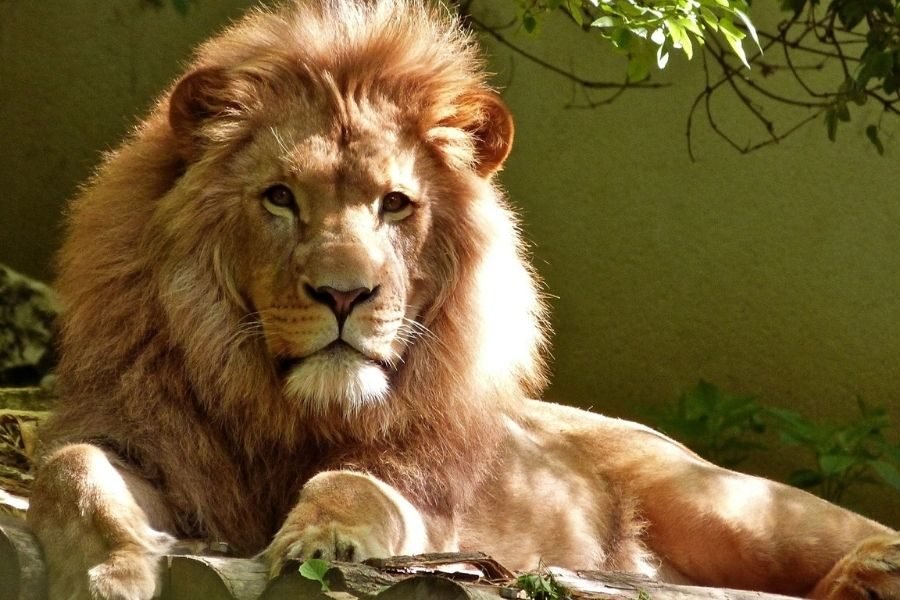 lighttravelaction-delhi-zoo