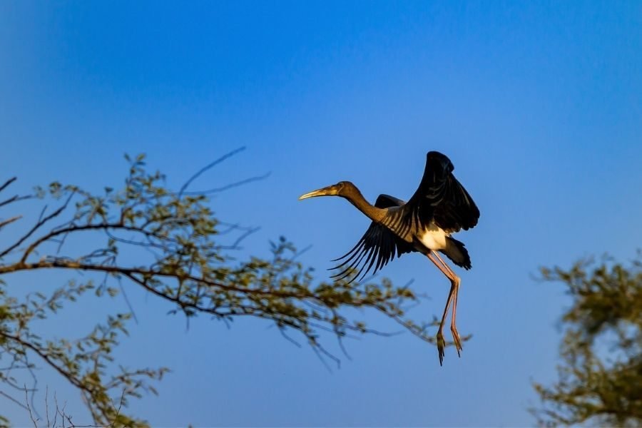 lighttravelaction-rajasthan-bharatpur