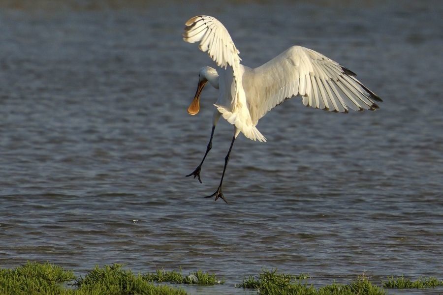  lighttravelaction-rajasthan-bharatpur
