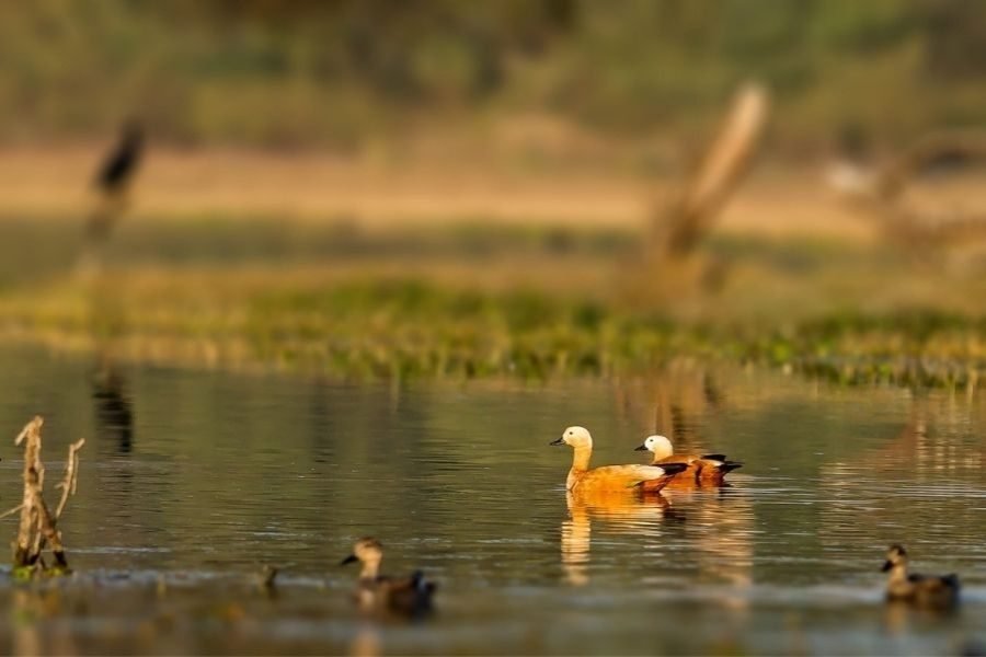 lighttravelaction-rajasthan-bharatpur